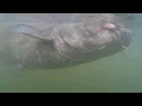 156 cm Catfish on a silicone lure