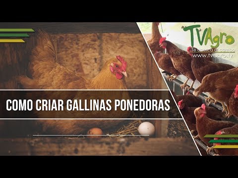 , title : 'Como Criar Gallinas Ponedoras - TvAgro por Juan Gonzalo Angel'