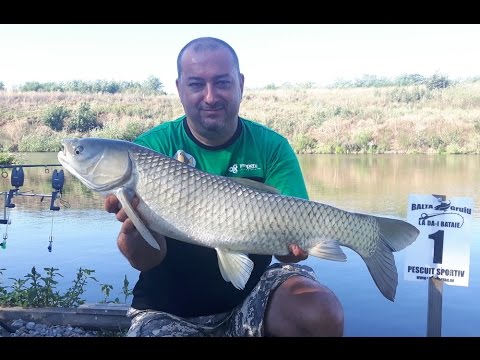 Mincinosii - 7 august 2016