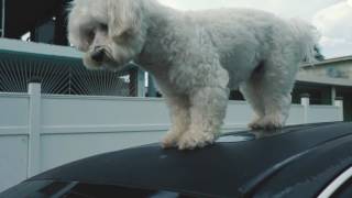 Axwell & Shapov - Belong