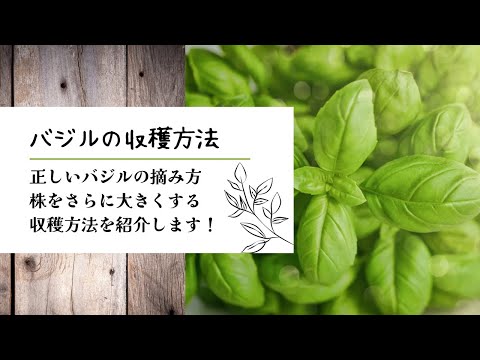 バジルを正しく収穫して保存する 植物