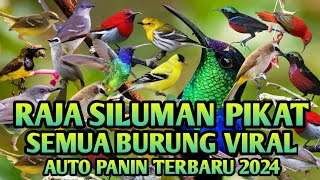 Download lagu SUARA RAJA PIKAT SEMUA JENIS BURUNG TERBARU 2024 DI JAMIN DAPAT BANYAK ( #pikatburungproduction ) mp3 Download lagu SUARA RAJA PIKAT SEMUA JENIS BURUNG TERBARU 2024 DI JAMIN DAPAT BANYAK ( #pikatburungproduction ) mp3