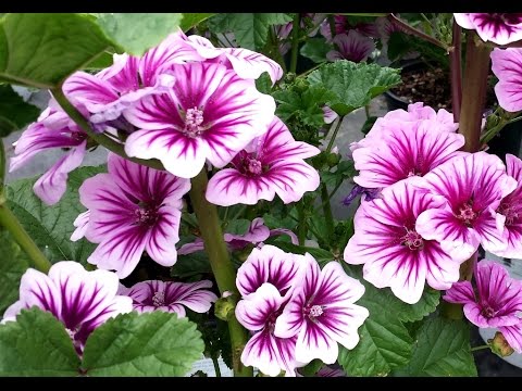 Best Perennials for Sun - Malva Zebrina (French Mallow)