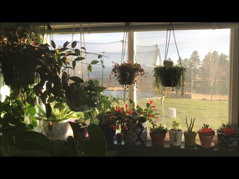 April 2018 Indoor Plant Tour Part 1