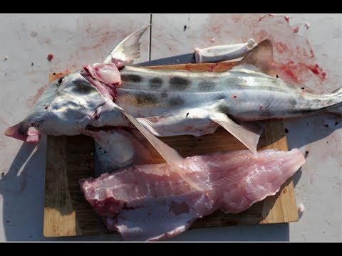 download lagu mp3 mp4 How To Cook Elephant Fish, download lagu How To Cook Elephant Fish gratis, unduh video klip How To Cook Elephant Fish