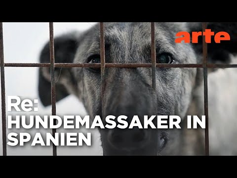 Video Thumbnail: Die Qualen der spanischen Windhunde | ARTE Re: