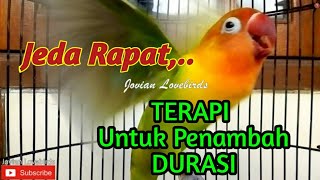 Download lagu MASTERAN Suara Lovebird Fighter Ngetik Ngekek Panjang JEDA RAPAT, Terapi untuk Menambah DURASI mp3 Download lagu MASTERAN Suara Lovebird Fighter Ngetik Ngekek Panjang JEDA RAPAT, Terapi untuk Menambah DURASI mp3