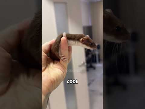 Small and agile weasel#animals #funnyanimal #funny #cute #weasel