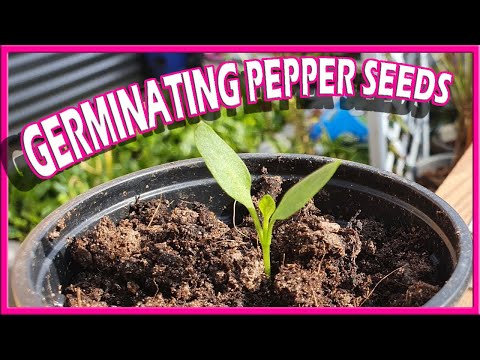 Germinating Pepper Seeds FAST - How To Plant Pepper Seeds Easy Beginners Guide Growing Tips & Tricks