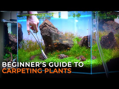 THE ULTIMATE AQUARIUM CARPET GUIDE | How to Grow, Maintain, & Trim Aquarium Carpeting Plants