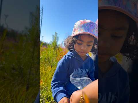 🍄മഷ്റൂം തേടി കാട്ടിലേക്ക് | forest walk  #mallusinfinland #familyvlog #blueberry