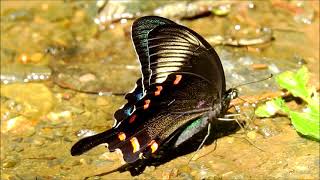 ムビる18501 20210804 004 ミヤマカラスアゲハ miyamakarasuageha