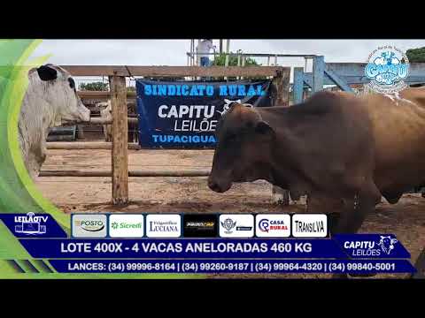 LOTE 400X   4 VACAS ANELORADAS 460 KG - 8º LEILÃO CAPITU LEILÕES - TUPACIGUARA MG