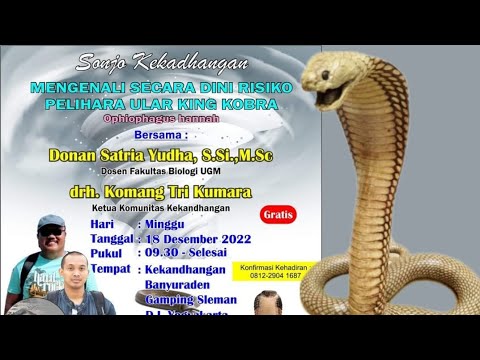 Sanja Kekandhangan Bahaya Memelihara Ular Kobra 