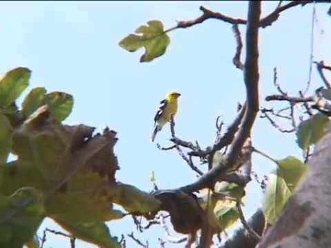 Los Radiantes del SaraSara - Una Paloma Sobre una Rama (Video Clip - Musica Ayacuchana) Oyolo Produc