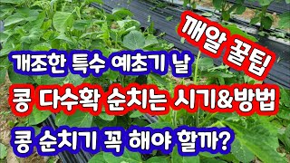 콩 순치기 순치는 시기 방법 예초기 [콩재배방법]