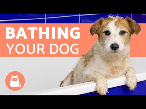 YouTube video about: When is it too cold to bathe a dog?
