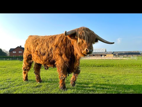 GLORIOUS BEASTS ARE SET FREE.... IT WASN'T MEANT TO HAPPEN LIKE THAT!