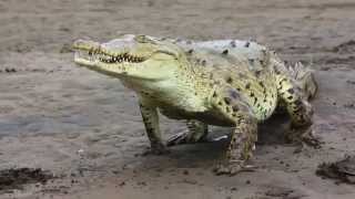 preview picture of video 'Jose's Crocodile River Tour - Tarcoles, Costa Rica'