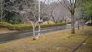 新城ラリーSS9 むらかみVAB Shinshiro Rally Murakami VAB #新城ラリー2023 #wrc #vab #wrx