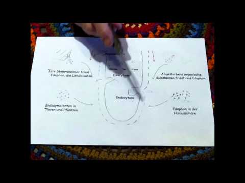 "Endocytose und Exocytose der Pflanzen"