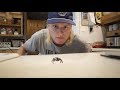 Barking Spiders