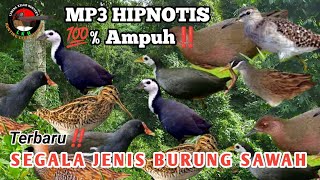 Download lagu Suara Hipnotis Segala Jenis Burung Sawah ‼️ Terbaru ‼️ dijamin Panen Raya mp3 Download lagu Suara Hipnotis Segala Jenis Burung Sawah ‼️ Terbaru ‼️ dijamin Panen Raya mp3