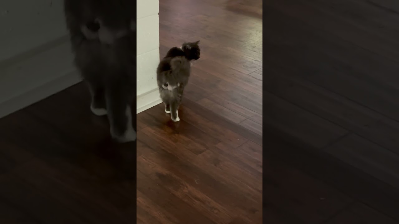 Enlarge Bennet, a ADOPTABLE Domestic Long Hair in Beaufort, SC video 4/6