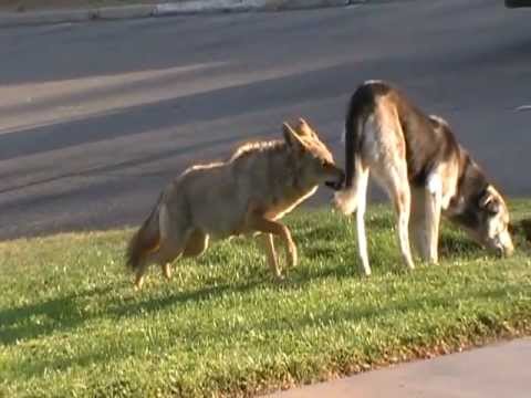 Coyote vs Dog