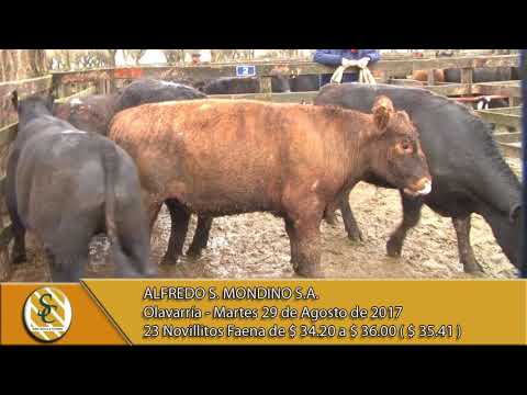 29-08-17 Venta Novillos y Novillitos - Alfredo S Mondino - Olavarria