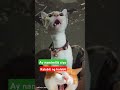 Ganito Siya Pag Di Pinagbigyan Kalabit Ng Kalabit Shortvideoviral Catshortvideo Cute Omg