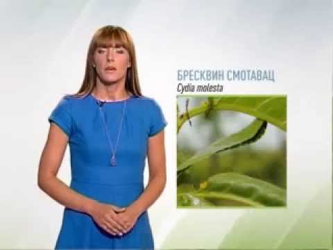 Zelena prognoza, 27.7.2015. - O trećoj generaciji breskvinog smotavca