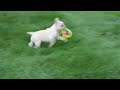 French Bulldog dogs for sale: Birch - Video 1