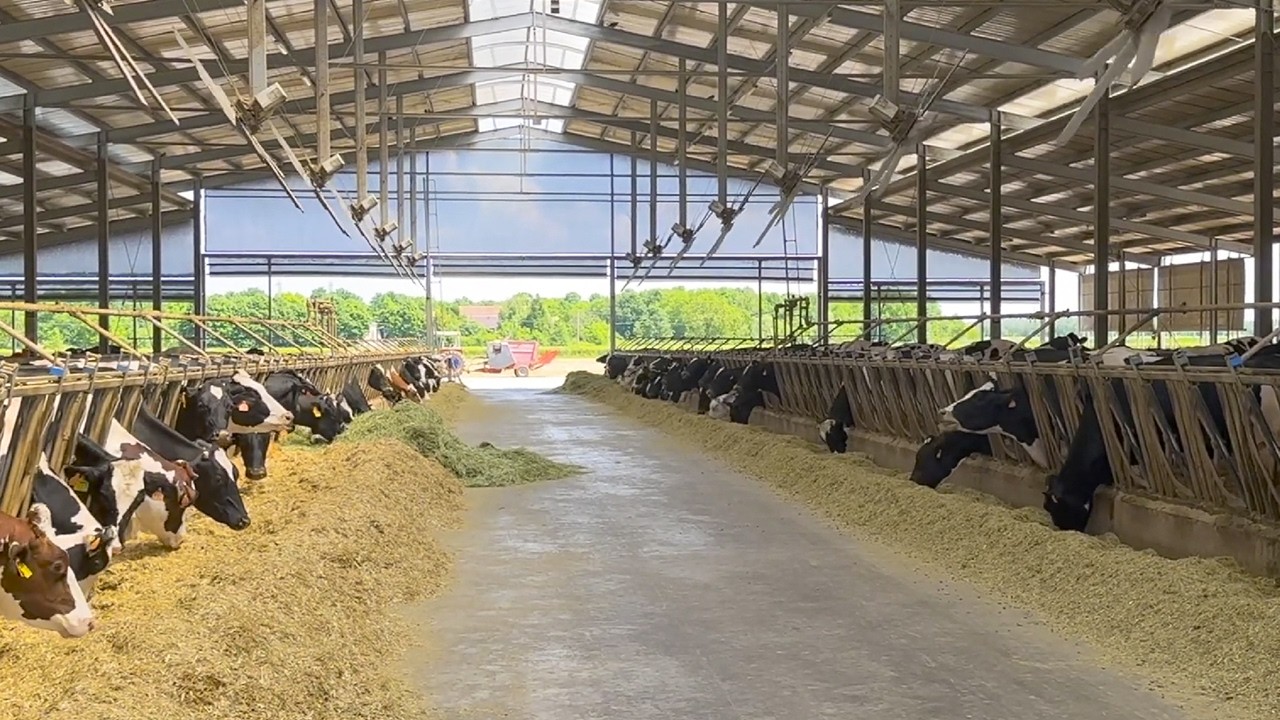 12,000 LITERS OF MILK PER LACTATION WITHOUT CORN SILAGE IN ITALY 🇮🇹