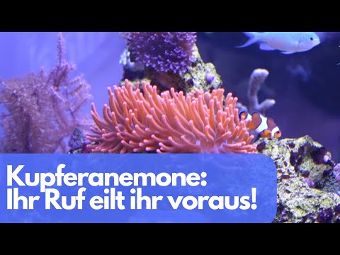 Kupferanemone: Ihr Ruf eilt ihr voraus, aber sie sind nicht Alle gleich!