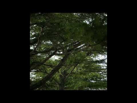 [FREE] h jeunecrack + realo + luther type beat - "lavomatic" (p. 6min)