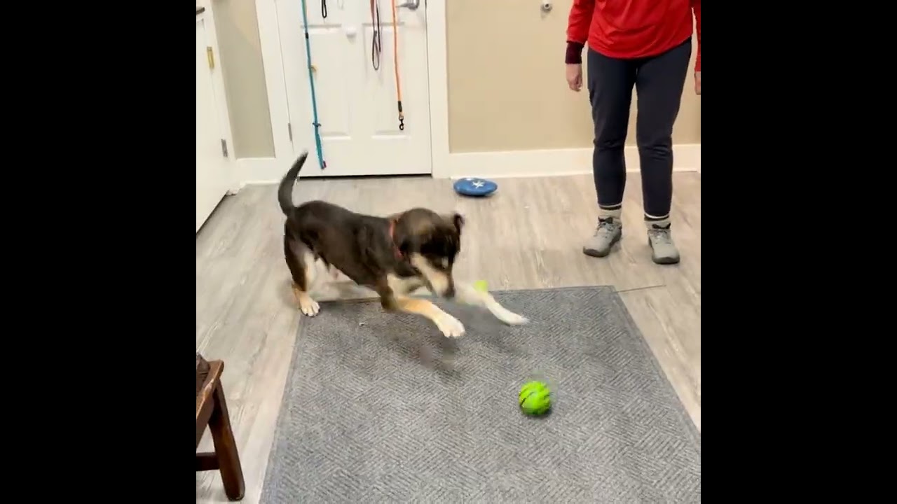 Enlarge Smokey, a Adoptable Mixed Breed in Emmett, ID video 2/2