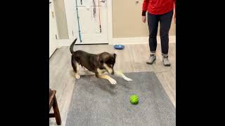 Video preview image #1 Mutt Puppy For Sale in Emmett, ID, USA