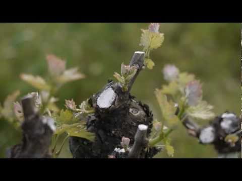 Opus One - Shoot Thinning