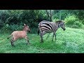 Zebra Gives Birth To Rare Baby Zonkey After Mating With A Donkey
