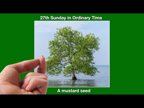 Increase our faith.  Homily for the 27th Sunday in Ordinary Time, Year C.