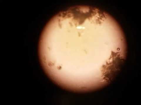 USF2 with hexane  attemp with Rutris Bpy