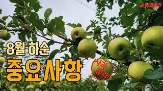 [사과재배] 8월 하순, 예방할것과 준비할것