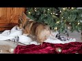 Welsh Corgi Pembroke dogs for sale: Candy - Video 1
