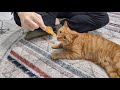 Allah Is The Greatest Heal The Cat With The Holy Quran With Dr Ali