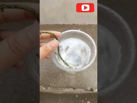 Grow Monstera adansonii in water || easy way to grow monstera adansonii #viral #trending #shorts