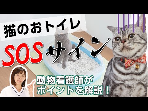 猫1匹あたりトイレは何個ありますか?答えは見つかりました!