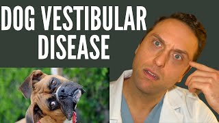 Veterinarian Explains - Vestibular Disease
