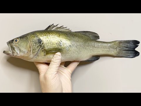 Physalaemus biligonigerus