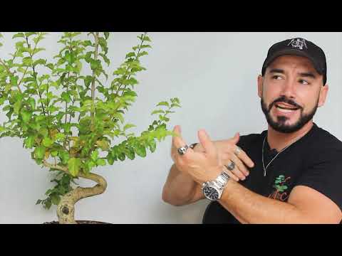 COMO DAR MOVIMENTO NO TRONCO DO BONSAI - PARTE 03